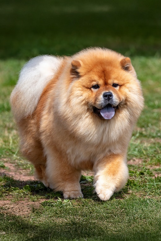 Chow-Chow : Charlie