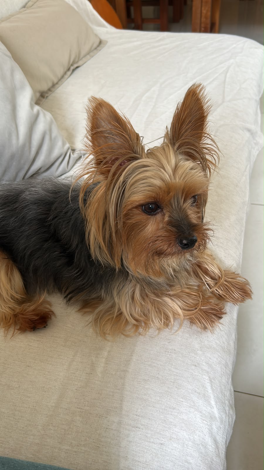 Chico - Yorkshire
